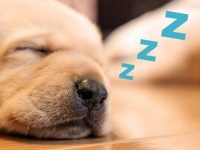 「大晦日」のアイキャッチ画像